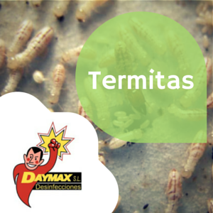 Tratamiento para eliminar termitas en Soria
