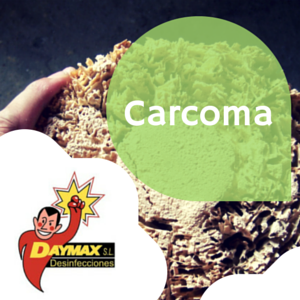 Tratamiento para eliminar carcoma en Monzón