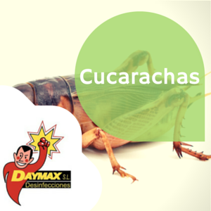 Tratamiento para eliminar cucarachas en Soria