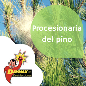 Tratamiento de procesionaria de los pinos en Soria