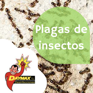 Tratamientos para eliminar moscas y hormigas en Soria