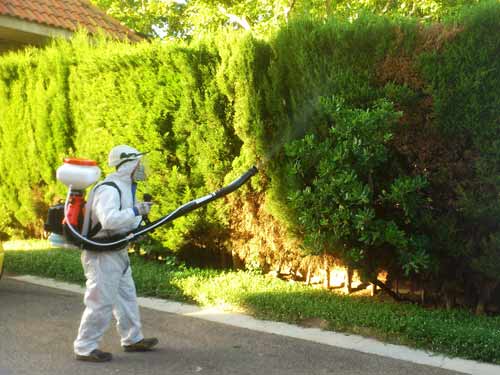Aplicación de insecticidas para plagas de insectos - Daymax