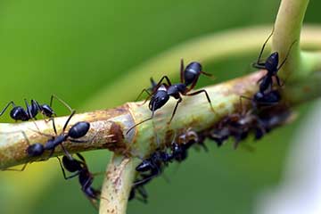 Eliminar hormigas en jardines y huertos