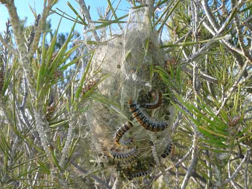 Bolsón de larvas del procesionaria del pino