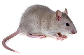 Ratón casero (Mus musculus) de color gris amarronado