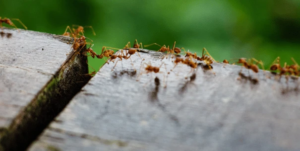 Cómo eliminar las hormigas pequeñas_