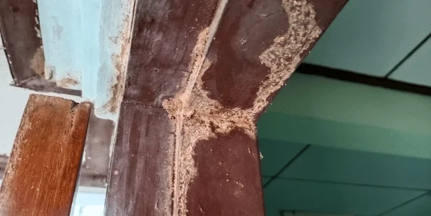 Cómo saber si tienes una infestación de termitas