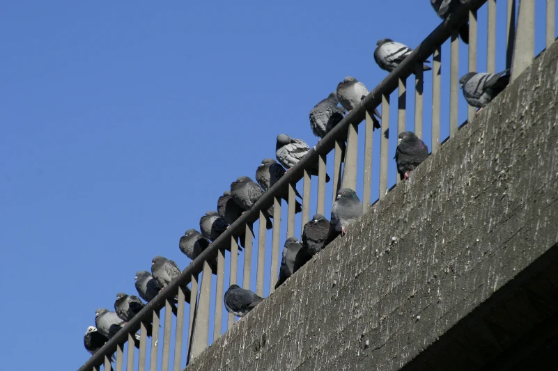 aves urbanas control zaragoza