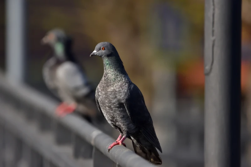 control de palomas daymax