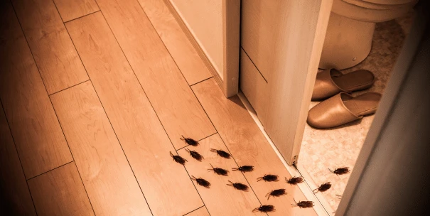 eliminar cucarachas en casa