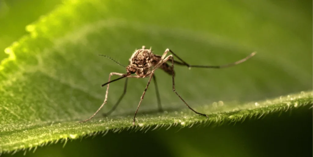 mosquitos_verano