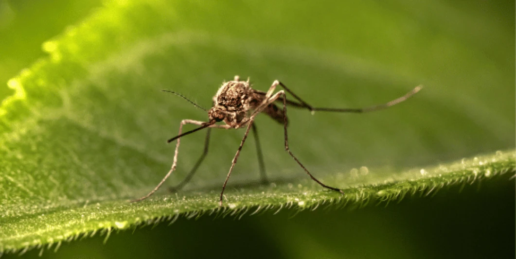 mosquitos_verano