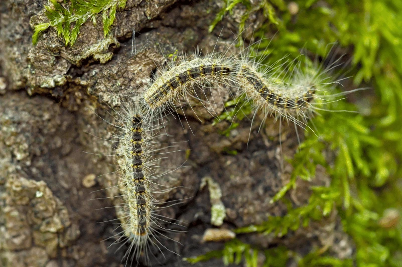 procesionaria_peligrosa