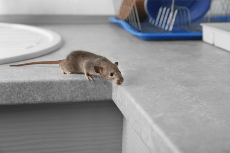 ratones_casa