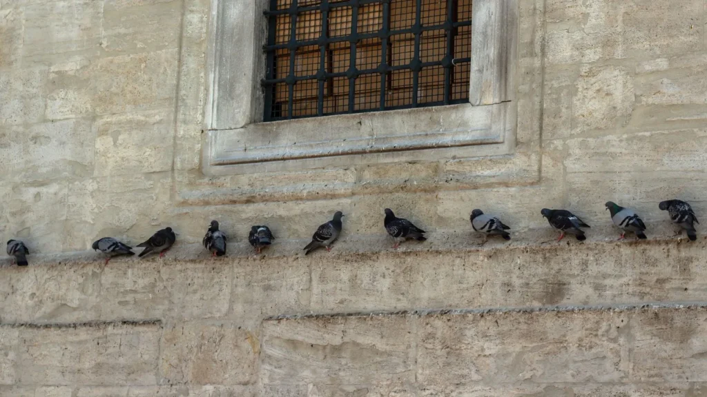control de palomas en edificios: Palomas en el edificio: por qué los pinchos no siempre bastan