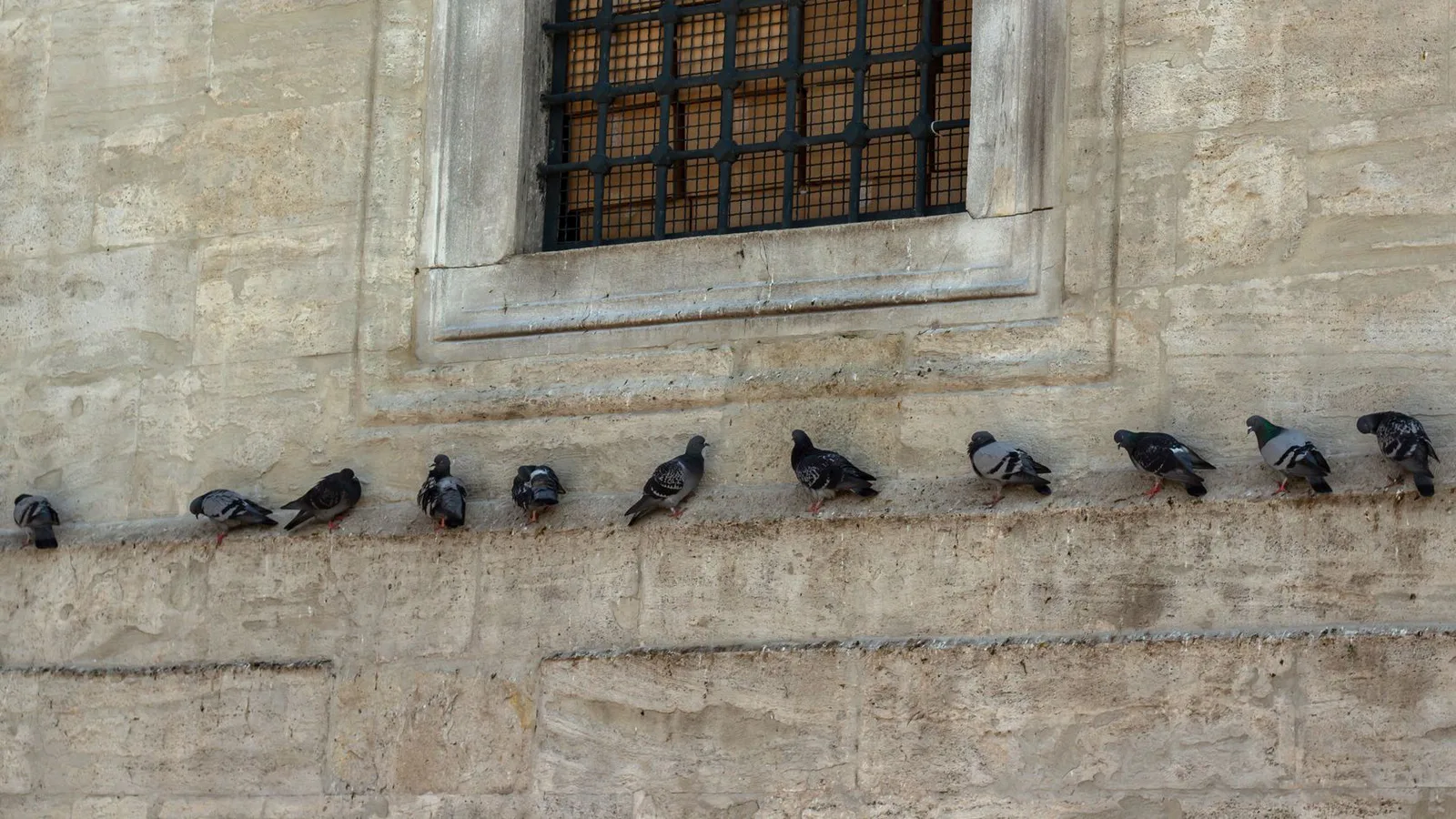 control de palomas en edificios: Palomas en el edificio: por qué los pinchos no siempre bastan