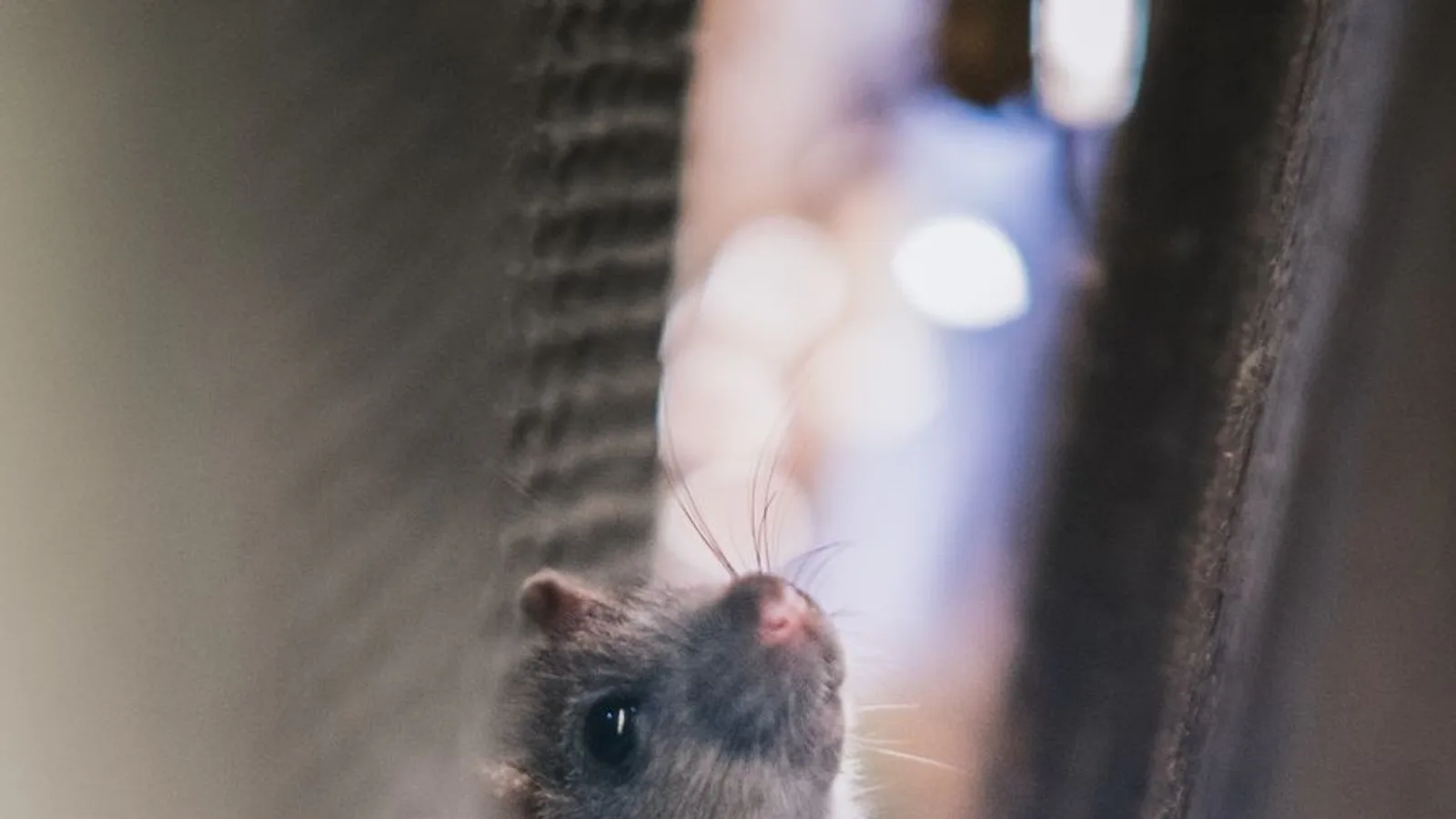 ratones en casa: Ratones en casa: los errores que hacen que siempre vuelvan
